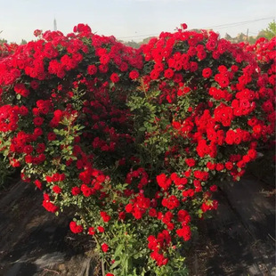 Factory Wholesale Rose Shape European Moon Shape Landscape Heart-Shaped Rose Potted Plant Exquisite Heart-Shaped Rose Saplings