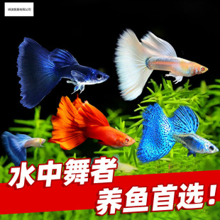 ��ȸ�~���~��Ʒ�Pβ���N��β���R�a��ĸ�~���^�p�~�Ꭷ�~�׷�ֳ