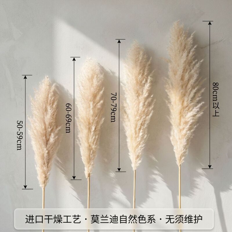 Dried Pampas Grass for Home Decoration, Wedding Pampas Grass, Large Reed, Mother Pampas Grass, Cross-Border Natural Real Flowers