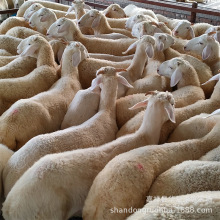 小尾寒羊活体纯种波尔山羊羔羊小尾寒羊养殖场批发种羊 成年母羊