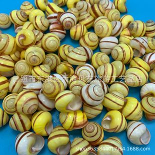 Huangtian Zhong Snail Natural Shell Conch Fish Tank Aquarium Landscape Hermit Crab Replacement Shell Handicraft Making Wholesale