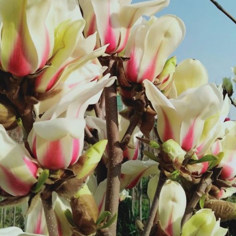 玉兰种子日出02