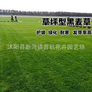 Perennial Ryegrass Seeds for Courtyard Greening, Slope Stabilization, Soil Stabilization, Dog Tooth Root Lawn Seeds for Soil Stabilization and Slope Protection