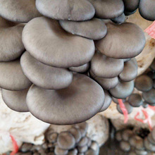 ���w��Ģ������Ģ�������N�׃��@�NֲĢ������6���ƽ���Nֲ����