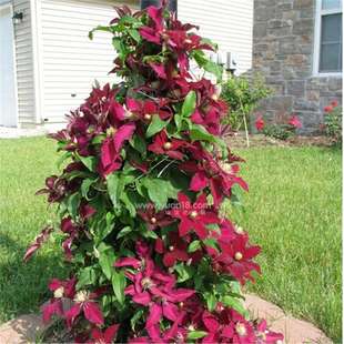 ���羳��؛���@ˇֲ�������F��ɏ3��N�������҃��̨ͥԺ��Ȥֲ