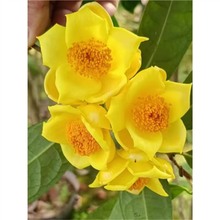 金黄色防城金花茶树苗金茶花四季盆栽花卉凹脉黄樽名贵好养耐寒