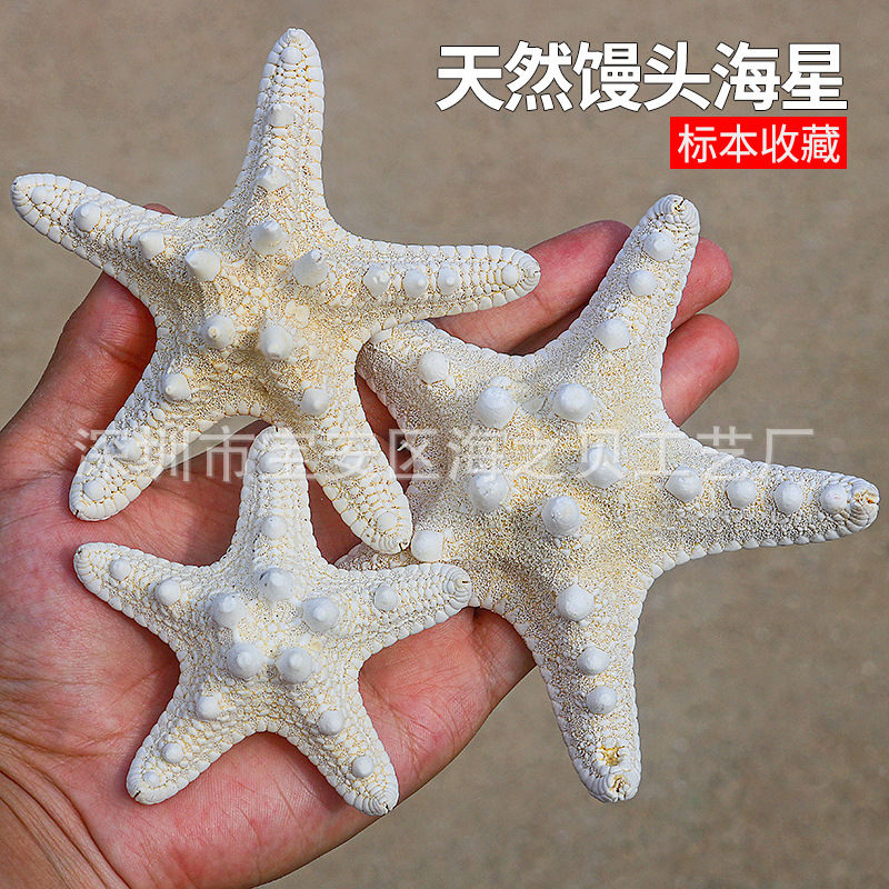 Natural Conch Shell Five Fingers Overlord Steamed Bread Starfish Specimen Mediterranean Platform Decorations Wall Ornaments Collection Natural Conch Shell Five Fingers Overlord Steamed Bread Starfish Specimen Mediterranean Platform Decorations Wall Ornaments Collection