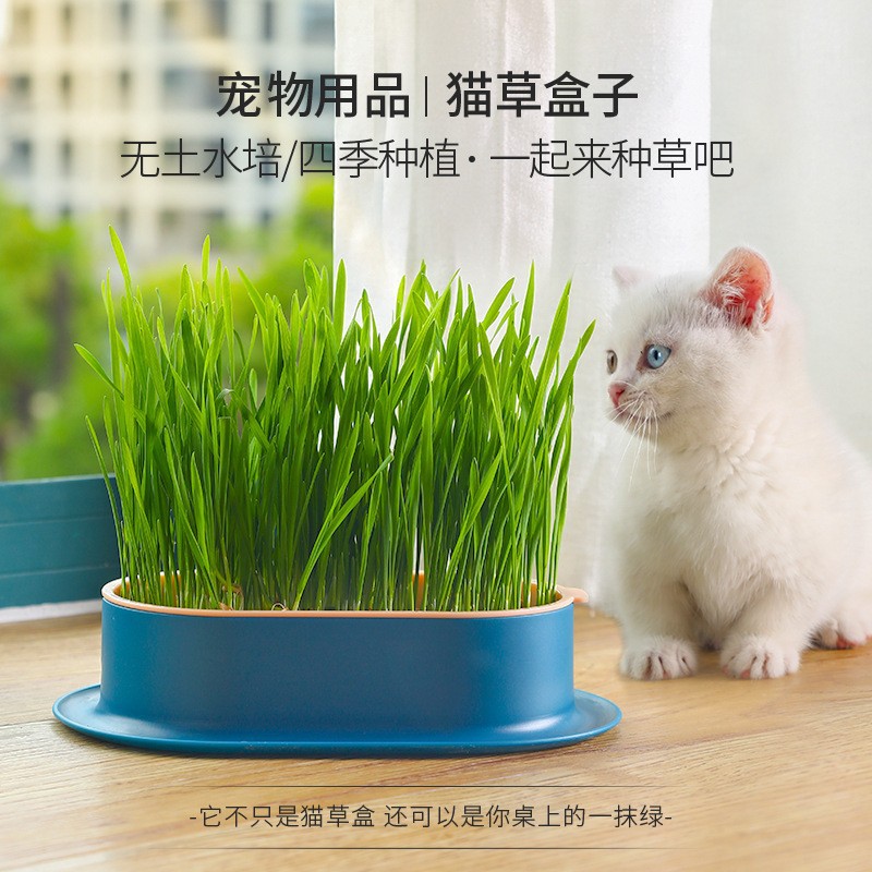 宠物用品批发猫咪零食猫薄荷种植水培盒猫草盆水培猫草盒猫咪零食