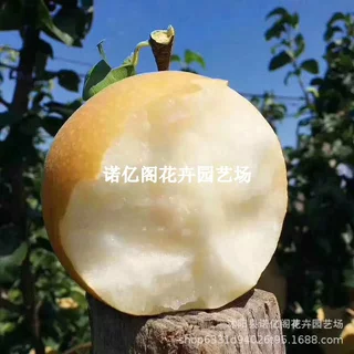 嫁接梨树果苗南方种梨树苗盆栽大砀山梨北方地栽果树苗当年结果