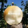 南方北方嫁接地栽梨树苗