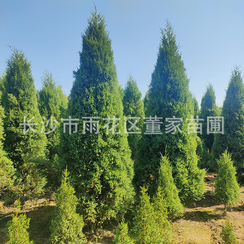 批发高度2.5-3米的塔柏 圆柏 松柏 蜀桧 桧柏高速用塔柏树批发价