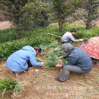 批发吉祥草 湖南吉祥草四季常青价格低 货源充足