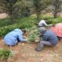 湖南吉祥草