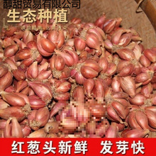 �Nֲ�����Ĵ�С���[�t�[�^��ѿ���Ի��[�S�[�ļ��[��ե�[�͸���Ȼ