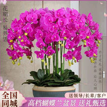 �����m�����̄��_�I���w��Ʒ���滨���r�����f�Ϻ�ͬ��������