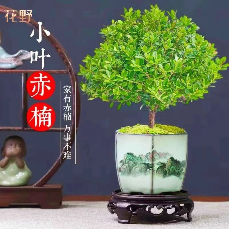 Маленький листовой красный нан старый сучок бонсай настольный зеленый цветок в горшке гостиная офис микропейзаж легко поддерживать растения в любое время года