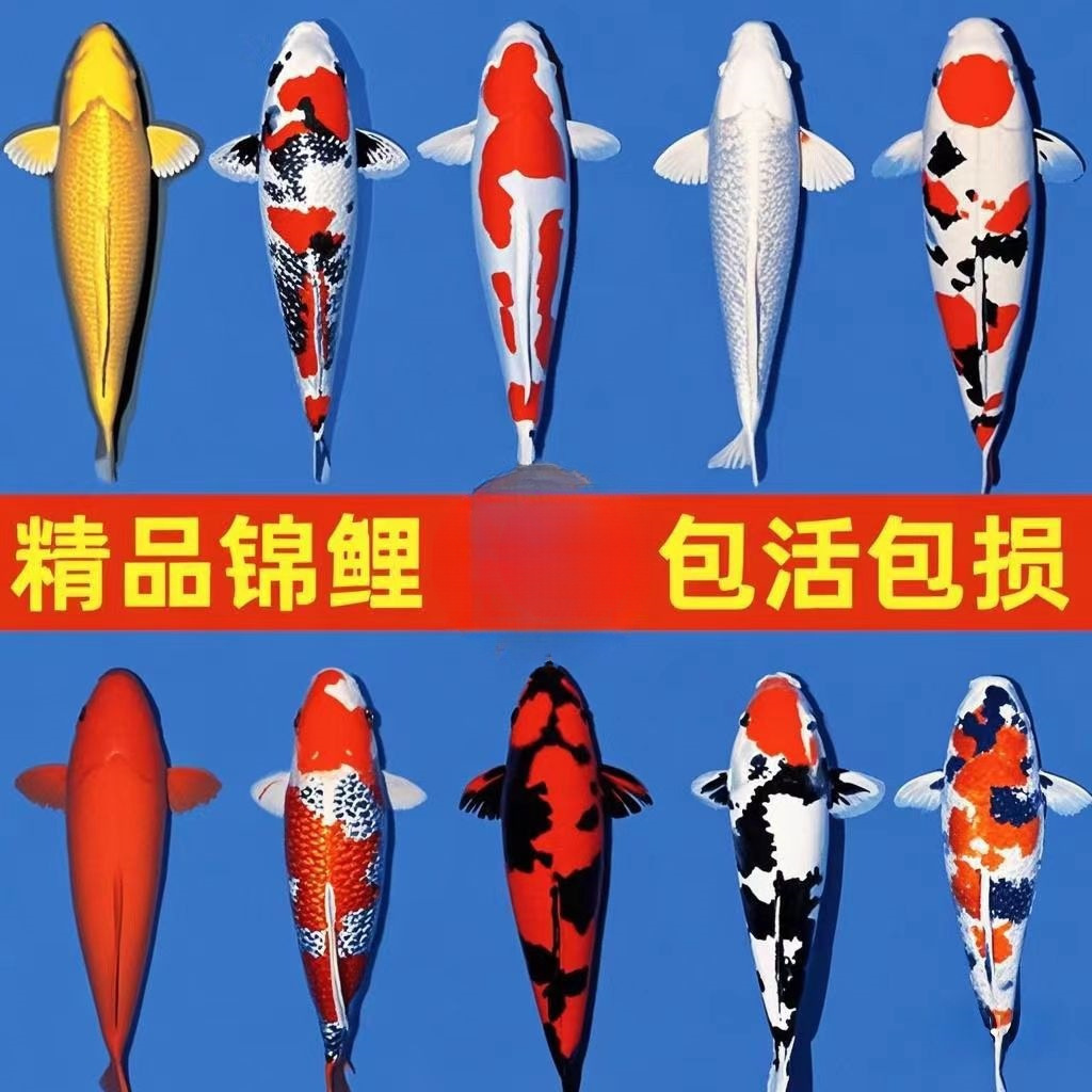 锦鲤鱼活鱼观赏鱼纯种鱼大型红白冷水淡水好养耐活金鱼小鱼苗小鱼