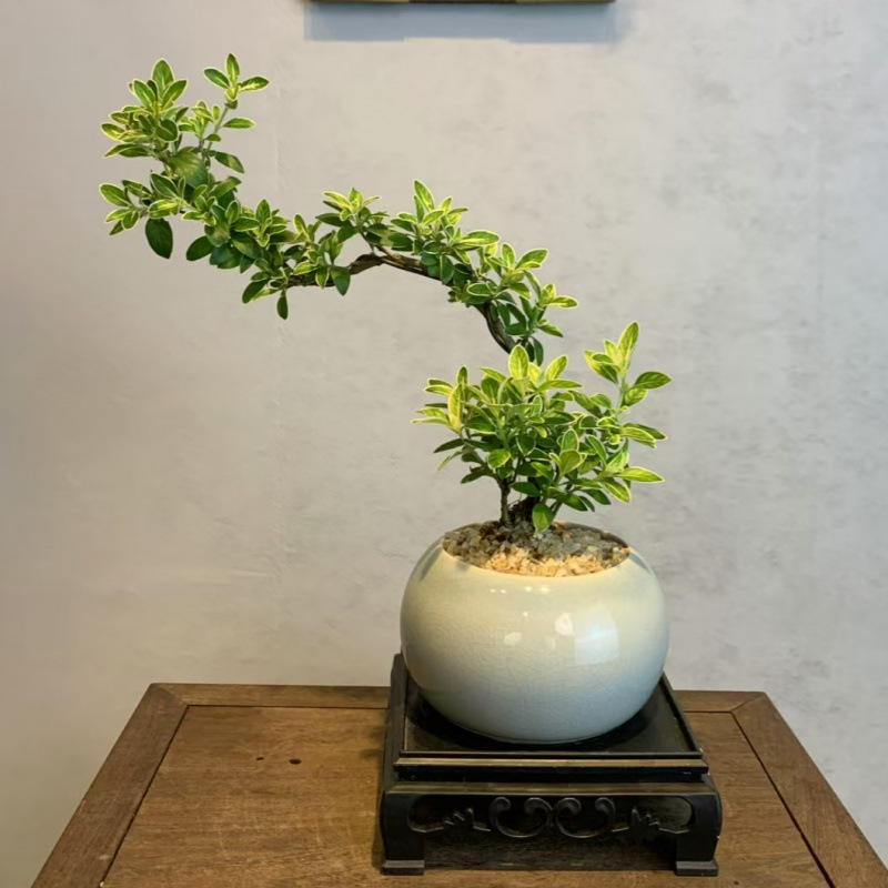 金縁の六月雪崖の形は盆栽植物を育てやすい、オフィスの緑の植物、小さな鉢植え、中国風のリビングルームの装飾品です。|undefined