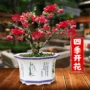盆栽植物开花四季树苗