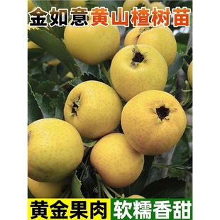 ɽ高����޽ӽ������Sɽ高���������Ϸ������NֲͥԺ���Ե���
