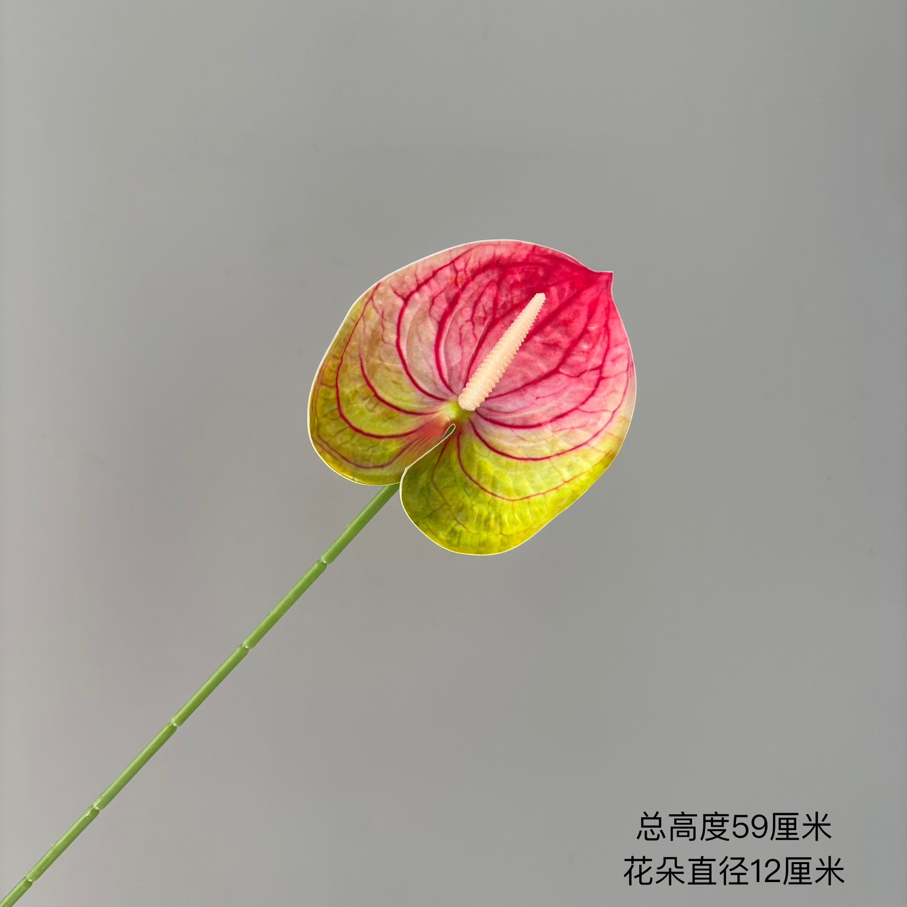 그린 핑크 팁 컬러