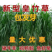新型皇竹草种子巨菌草种子多年生牧草种子鸡鸭鹅猪牛羊鱼王草种籽