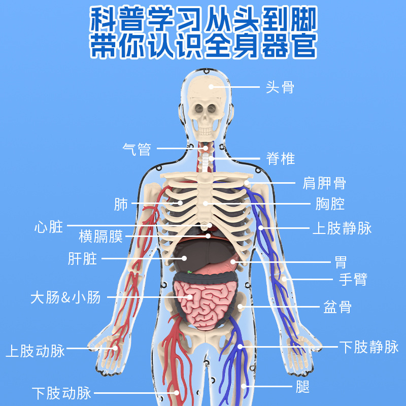 stem