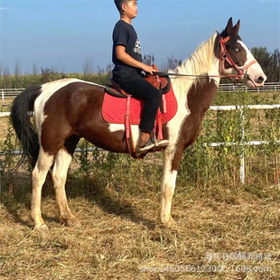 �F���T���R���˵Ķ���һƥ ���t�R�� ��Ѫ�R �������e�R