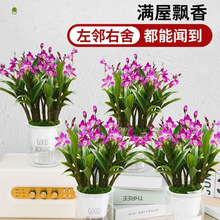 带花苞-澳洲香水石斛兰春节年宵花卉盆栽室内好养活浓香水培兰花
