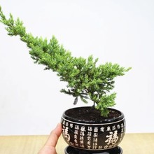 ɳذɰزذػԾGֲļGͺBֲ