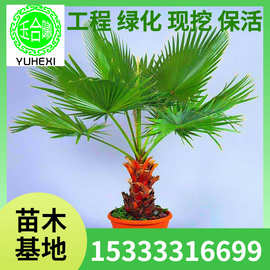 批发棕榈树 扇子树老人葵 蒲葵棕树苗绿化苗木庭院盆栽南北方种植