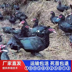 ��������S�r�N�۷����绨���������������������������������