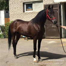 ���w�T���R�ɹ��RС�R�x���w���R��Ѫ�R�RƯ�����R����һƥ