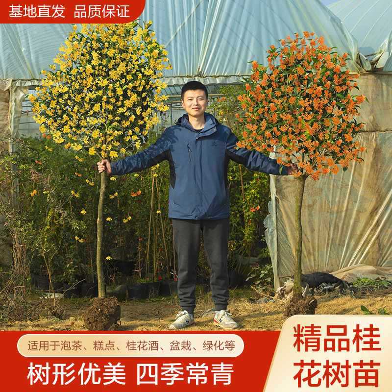 浓香桂花树桂花树苗四季常青地植物丹桂栽金桂大树苗庭院花卉阳台