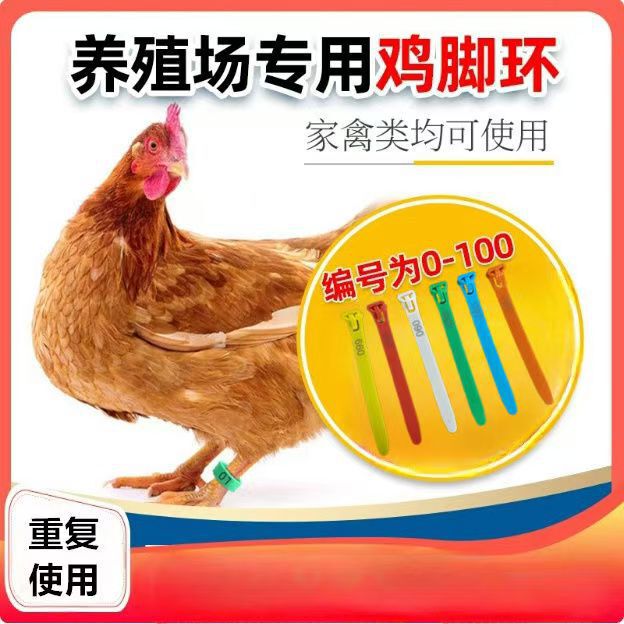 Chicken Duck Goose Foot Ring Rare Bird Plastic Zipper Foot Ring Chicken Foot Ring Goose Identification Duck Zipper Chicken Ring Chicken Killing Mark Plate Chicken Duck Goose Foot Ring Rare Bird Plastic Zipper Foot Ring Chicken Foot Ring Goose Identification Duck Zipper Chicken Ring Chicken Killing Mark Plate