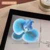 5081 Phalaenopsis-Iris Blue