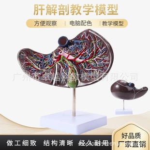 人体肝胆囊血管模型肝脏解剖模型消化外肝胆科消化系内脏器官构造-阿里巴巴