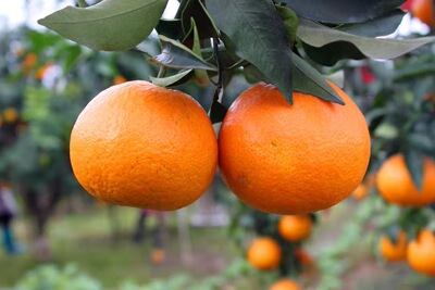 [Love orange jelly]Crystal clear flesh jelly Like It's both orange and orange,More juice