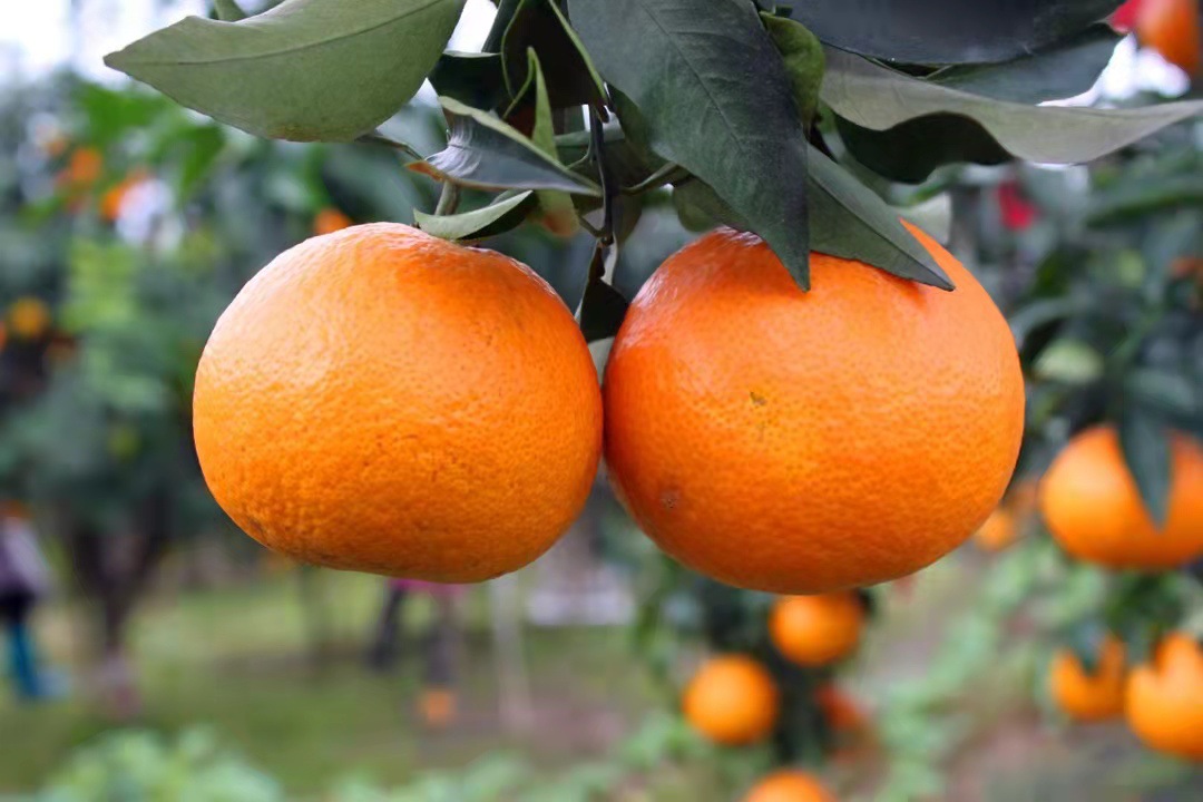 [Love orange jelly]Crystal clear flesh jelly Like It's both orange and orange,More juice