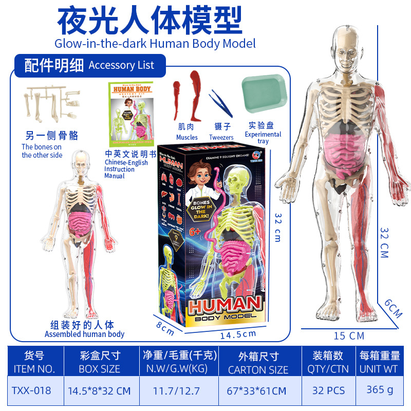 Modelo del cuerpo humano, juguetes educativos STEM para niños, modelo de anatomía humana desmontable, reconocimiento de órganos, fabricante, venta al por mayor image 15