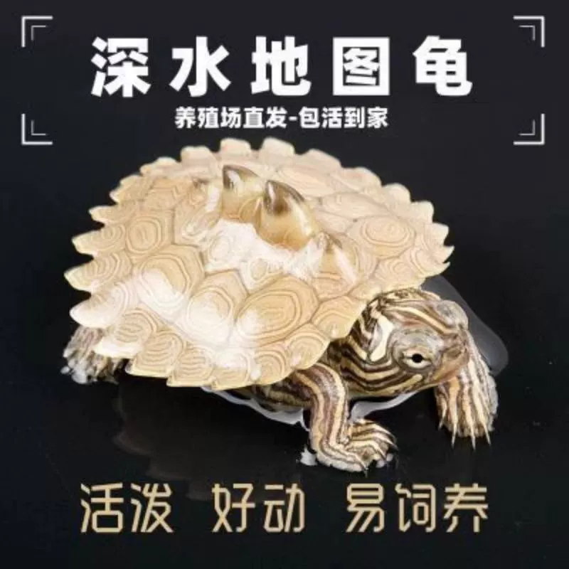 [Глубоководная черепаха] Карта Черепаха Черепаха удачи Маленькая черепаха Живая карта Миссисипи Домашняя черепаха Домашняя черепаха Декоративная черепаха