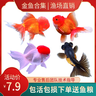蘭壽金魚圖片 海量高清蘭壽金魚圖片大全 阿里巴巴