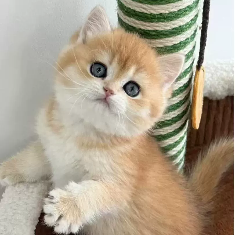 Кошка британская короткошерстная с серебристым градиентом, котенок с длинной шерстью, здоровый котенок, породистый кошачий питомец с золотистым градиентом NY12