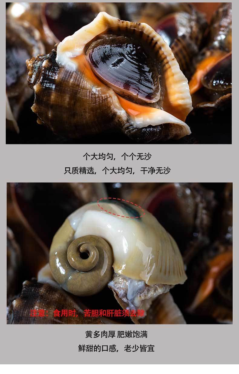 螺类属于贝类吗,贝类和螺类哪个高级,螺类大全介绍_大山谷图库