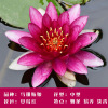 Big Water Lily Root Water Lily Hydroponic Plant Four Seasons Lotus Potted Planted Flower Flower Lotus Water Lily Root Living Room