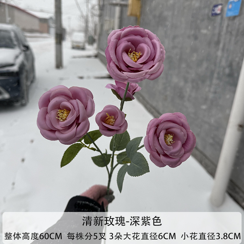 다크 퍼플
