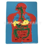 跨境 人体消化系统器官认识拼图 科技小制作内脏拼图模型科学实验