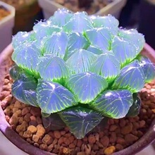 蓝镜 玉露多肉植物琥珀冰灯黑肌玉扇室内办公室桌面盆栽喜阴花卉