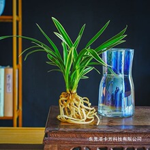 水培矮种金边线艺兰花苗建兰浓香型花卉室内办公室桌面耐寒盆栽