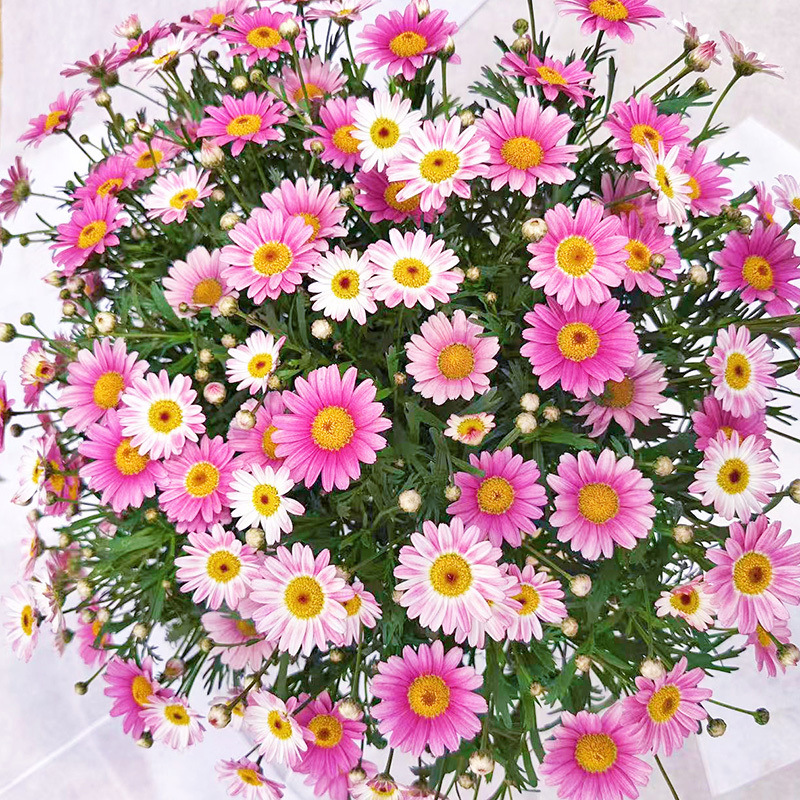 귀여운 핑크(개화기간이 매우 길다) 핫한 추천